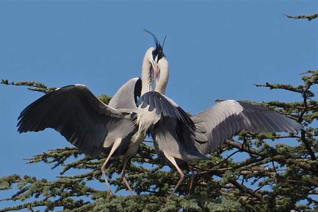 Pistoia – Fortezza di Santa Barbara. “Girovaghi per natura” con la Lipu alla scoperta della biodiversità dell’area e della colonia di aironi cenerini