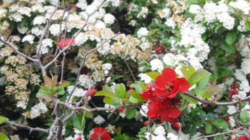 Firenze, villa il Ventaglio, esterno