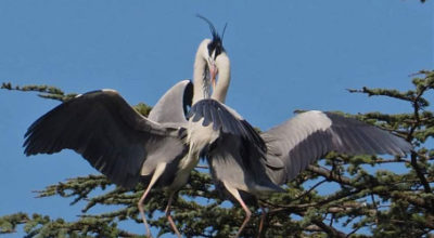 Apertura straordinaria e visite guidate gratuite dedicate al birdwatching urbano